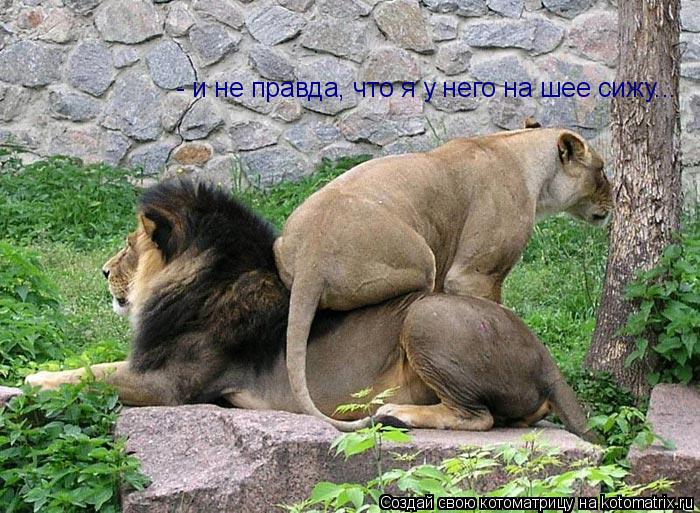 - и не правда, что я у него на шее сижу...... Котоматрица: - и не правда, что я у него на шее сижу...