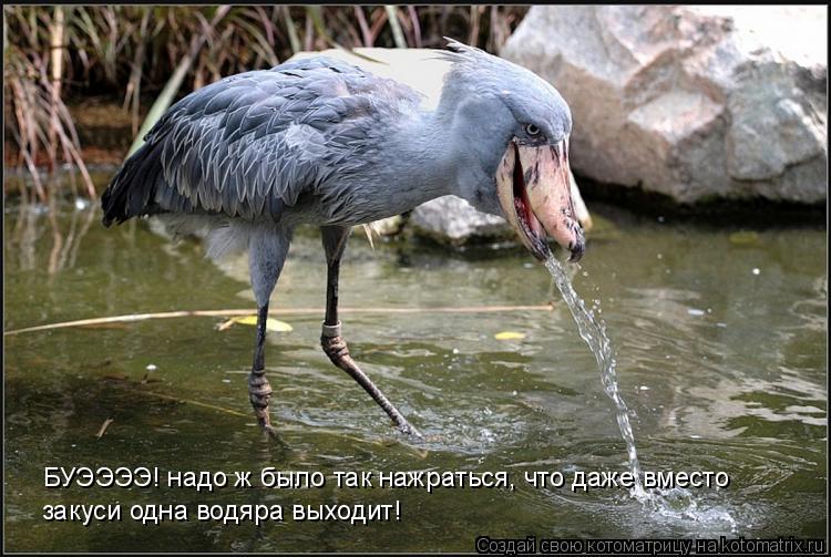 БУЭЭЭЭ! надо ж было так нажраться, что даже вместо закуси одна водяра выходит!... Котоматрица: БУЭЭЭЭ! надо ж было так нажраться, что даже вместо закуси одна водяра выходит!