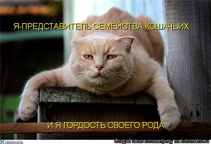 Я-ПРЕДСТАВИТЕЛЬ СЕМЕЙСТВА КОШАЧЬИХ И Я ГОРДОСТЬ СВОЕГО РОДА... Котоматрица: Я-ПРЕДСТАВИТЕЛЬ СЕМЕЙСТВА КОШАЧЬИХ И Я ГОРДОСТЬ СВОЕГО РОДА