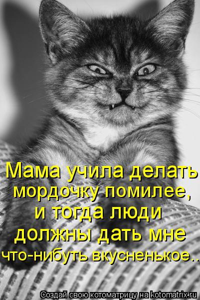 Мама учила делать и тогда люди должны дать мне мордочку помилее, что-нибуть вкусненькое...... Котоматрица: Мама учила делать и тогда люди должны дать мне мордочку помилее, что-нибуть вкусненькое...