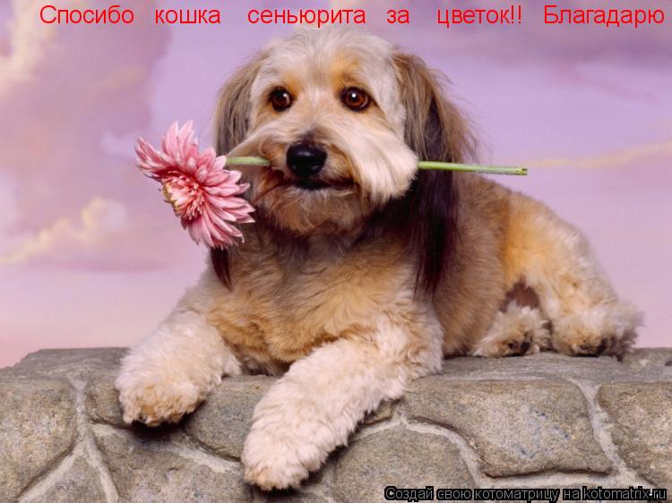 Спосибо кошка сеньюрита за цветок!! Благадарю... Котоматрица: Спосибо кошка сеньюрита за цветок!! Благадарю