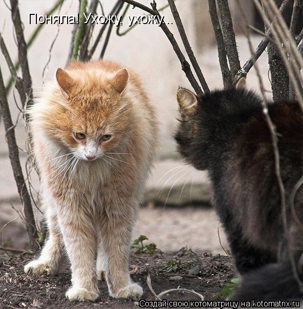 Поняла! Ухожу, ухожу...... Котоматрица: Поняла! Ухожу, ухожу...