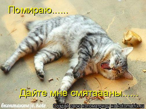 Помираю...... Дайте мне смятаааны......... Котоматрица: Помираю...... Дайте мне смятаааны......