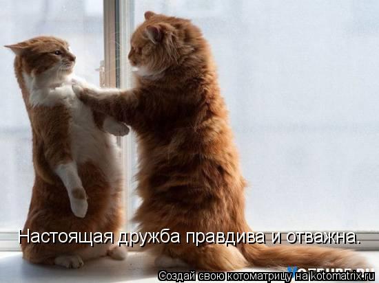Настоящая дружба правдива и отважна.... Котоматрица: Настоящая дружба правдива и отважна.