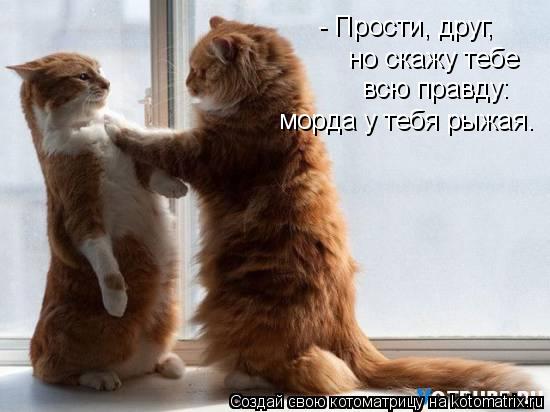 - Прости, друг, но скажу тебе всю правду: морда у тебя рыжая.... Котоматрица: - Прости, друг, но скажу тебе всю правду: морда у тебя рыжая.