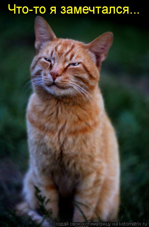 Котоматрица: Что-то я замечтался...
