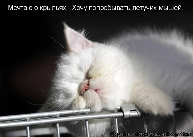 Котоматрица: Мечтаю о крыльях...Хочу попробывать летучих мышей.