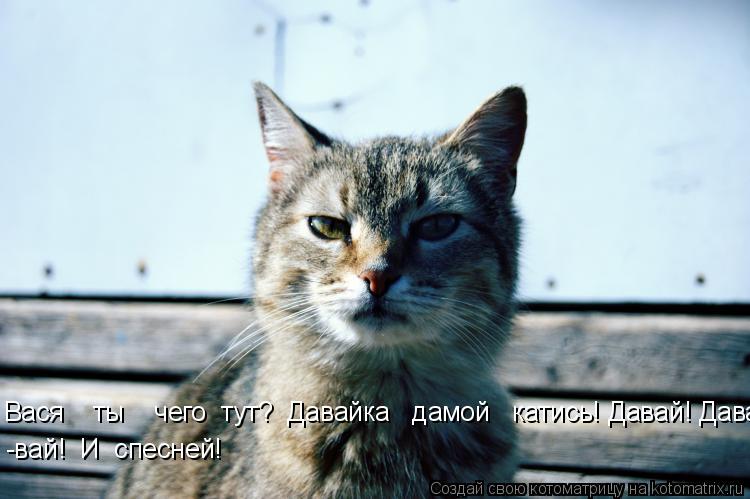 Вася ты чего тут? Давайка дамой катись! Давай! Давай! -вай! И спесней!... Котоматрица: Вася ты чего тут? Давайка дамой катись! Давай! Давай! -вай! И спесней!
