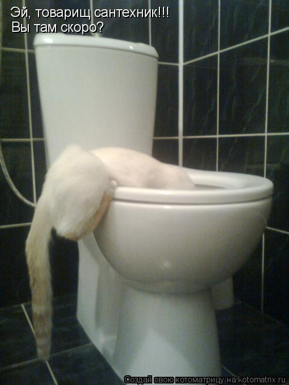 Эй, товарищ сантехник!!! Вы там скоро?... Котоматрица: Эй, товарищ сантехник!!! Вы там скоро?