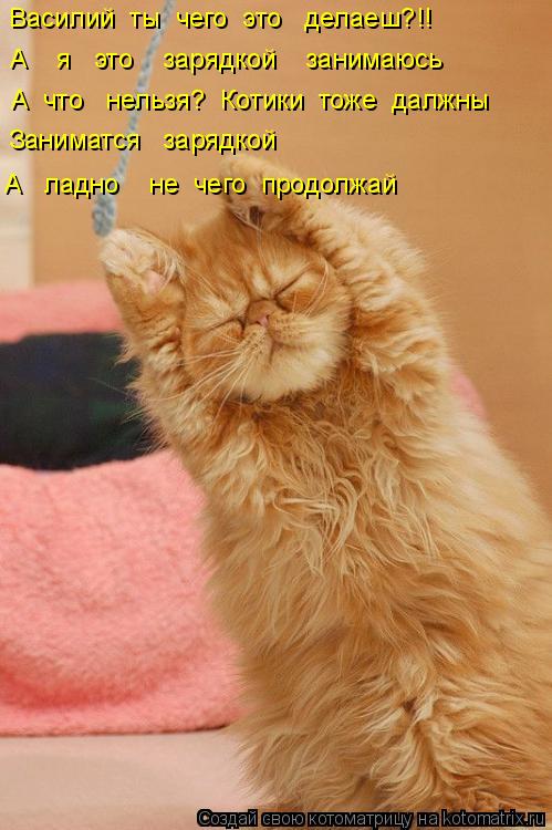 Василий ты чего это делаеш?!! А я это зарядкой занимаюсь А что нельзя? Котики ... Котоматрица: Василий ты чего это делаеш?!! А я это зарядкой занимаюсь А что нельзя? Котики тоже далжны Заниматся зарядкой А ладно н