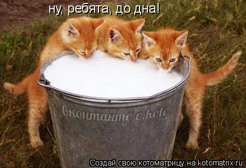Котоматрица: ну, ребята, до дна!