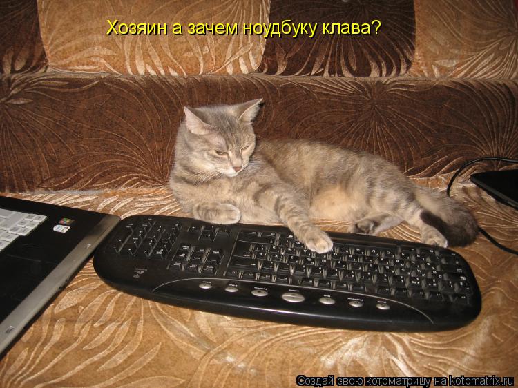 Котоматрица: Хозяин а зачем ноудбуку клава?