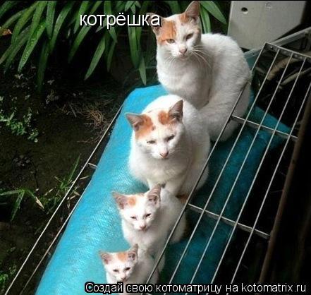 Котоматрица: котрёшка