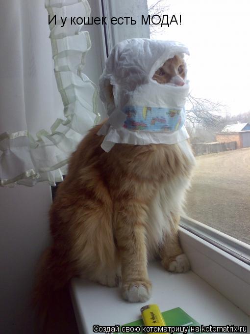 Котоматрица: И у кошек есть МОДА!