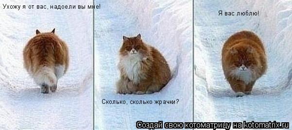 Котоматрица: Ухожу я от вас, надоели вы мне! Сколько, сколько жрачки? Я вас люблю!