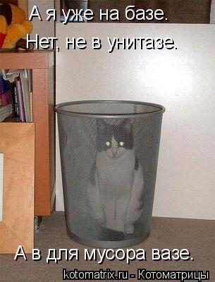 А я уже на базе. Нет, не в унитазе. А в для мусора вазе.... Котоматрица: А я уже на базе. Нет, не в унитазе. А в для мусора вазе.