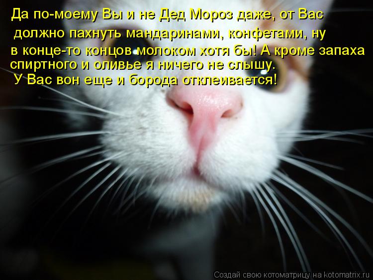 Да по-моему Вы и не Дед Мороз даже, от Вас должно пахнуть мандаринами, конфетами, ну в конце-то конц... Котоматрица: Да по-моему Вы и не Дед Мороз даже, от Вас должно пахнуть мандаринами, конфетами, ну в конце-то концов молоком хотя бы! А кроме запаха спиртно