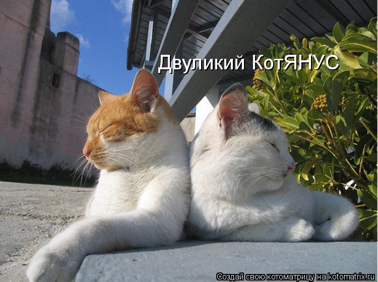 Котоматрица: Двуликий КотЯНУС