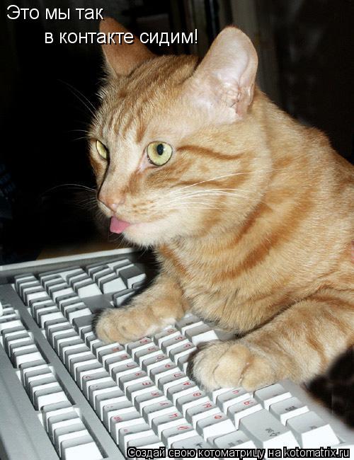 Котоматрица: Это мы так в контакте сидим!
