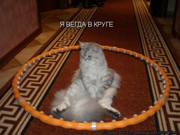 Котоматрица: Я ВЕГДА В КРУГЕ