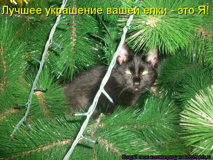 Лучшее украшение вашей елки - это Я!... Котоматрица: Лучшее украшение вашей елки - это Я!