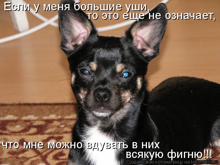 Котоматрица: Если у меня большие уши,  то это еще не означает, что мне можно вдувать в них всякую фигню!!!
