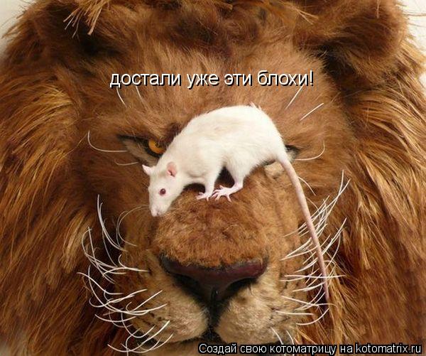Котоматрица: достали уже эти блохи!
