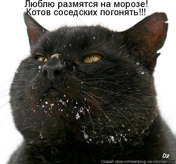 Котов соседских погонять!!! Люблю размятся на морозе!... Котоматрица: Котов соседских погонять!!! Люблю размятся на морозе!