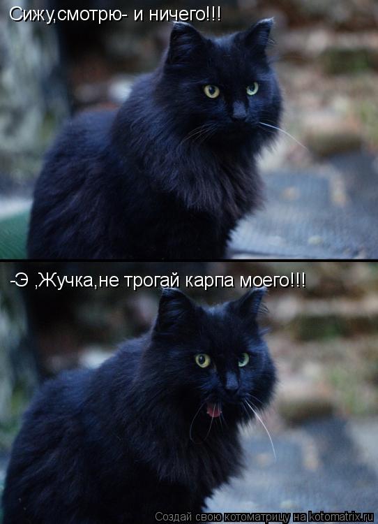 Сижу,смотрю- и ничего!!! -Э ,Жучка,не трогай карпа моего!!!... Котоматрица: Сижу,смотрю- и ничего!!! -Э ,Жучка,не трогай карпа моего!!!