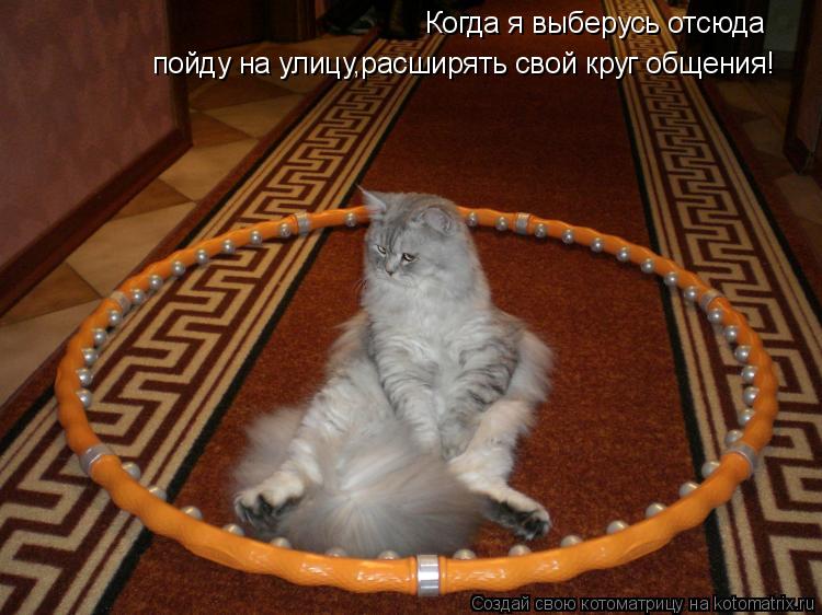 Когда я выберусь отсюда пойду на улицу,расширять свой круг общения!... Котоматрица: Когда я выберусь отсюда пойду на улицу,расширять свой круг общения!