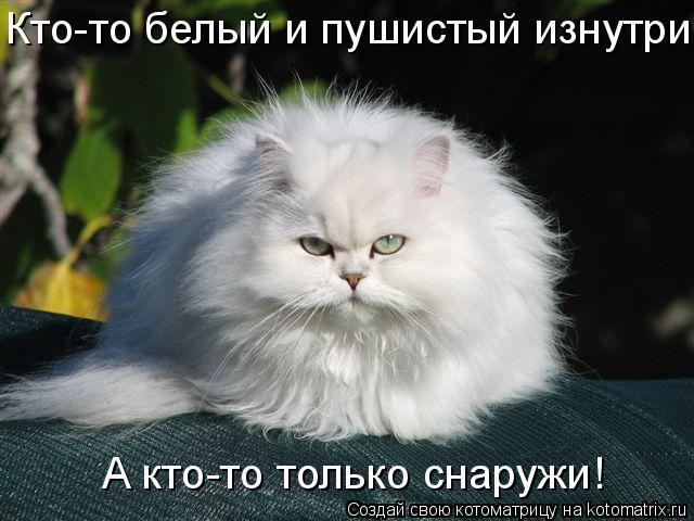 Кто-то белый и пушистый изнутри, А кто-то только снаружи!... Котоматрица: Кто-то белый и пушистый изнутри, А кто-то только снаружи!