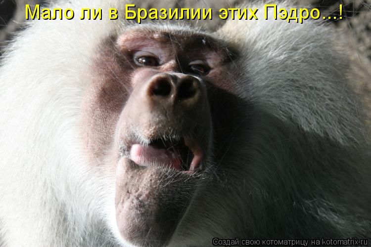 Мало ли в Бразилии этих Пэдро...!... Котоматрица: Мало ли в Бразилии этих Пэдро...!