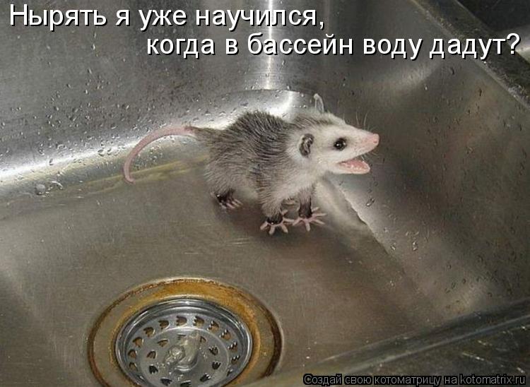 Котоматрица: Нырять я уже научился,  когда в бассейн воду дадут?
