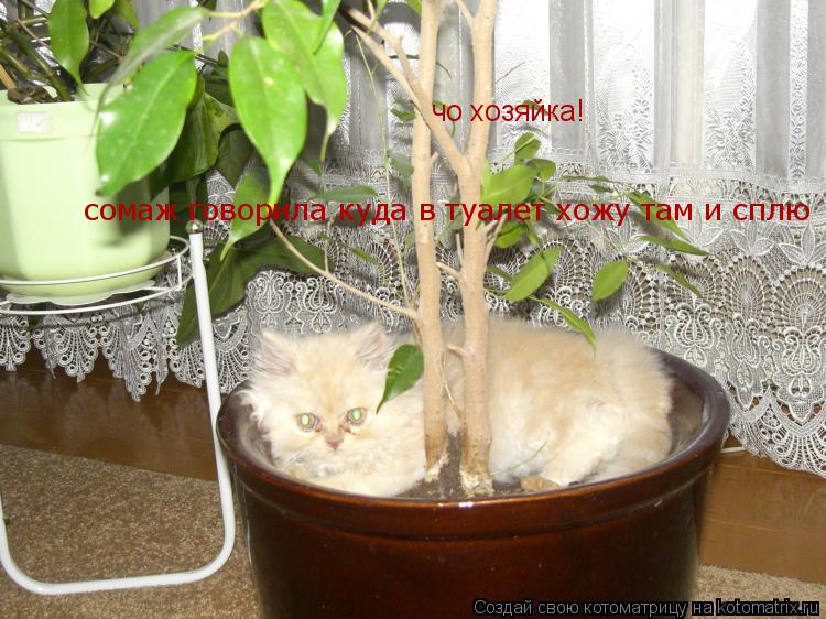 чо хозяйка! сомаж говорила куда в туалет хожу там и сплю... Котоматрица: чо хозяйка! сомаж говорила куда в туалет хожу там и сплю