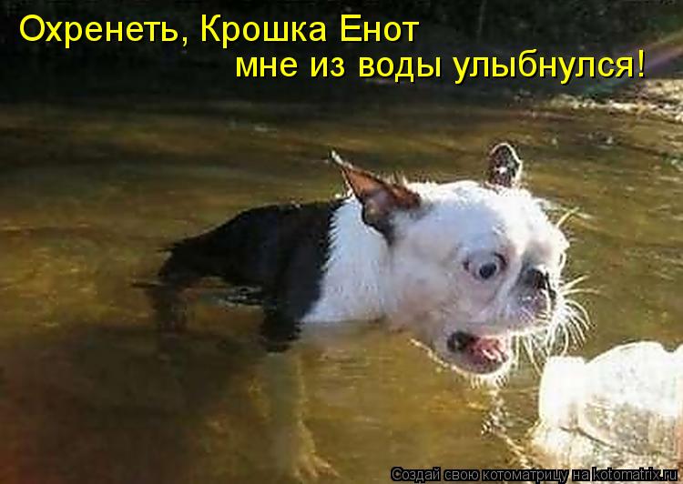 Котоматрица: Охренеть, Крошка Енот  мне из воды улыбнулся!