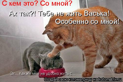 Котоматрица: Эх... Как же мне не удобно жить с... С кем это? Со мной? Ах так?! Тебе не жить Васька! Особенно со мной!