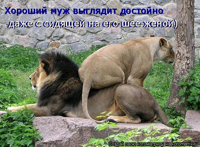 Котоматрица: Хороший муж выглядит достойно Хороший муж выглядит достойно  даже с сидящей на его шее женой)  даже с сидящей на его шее женой)