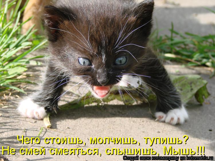 Чего стоишь, молчишь, тупишь? Не смей смеяться, слышишь, Мышь!!!... Котоматрица: Чего стоишь, молчишь, тупишь? Не смей смеяться, слышишь, Мышь!!!