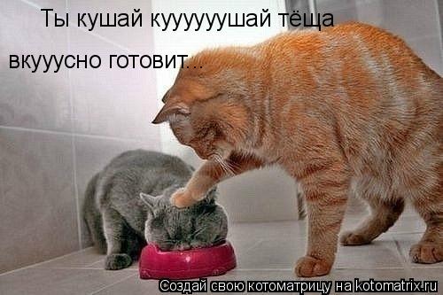 Ты кушай куууууушай тёща вкууусно готовит...... Котоматрица: Ты кушай куууууушай тёща вкууусно готовит...