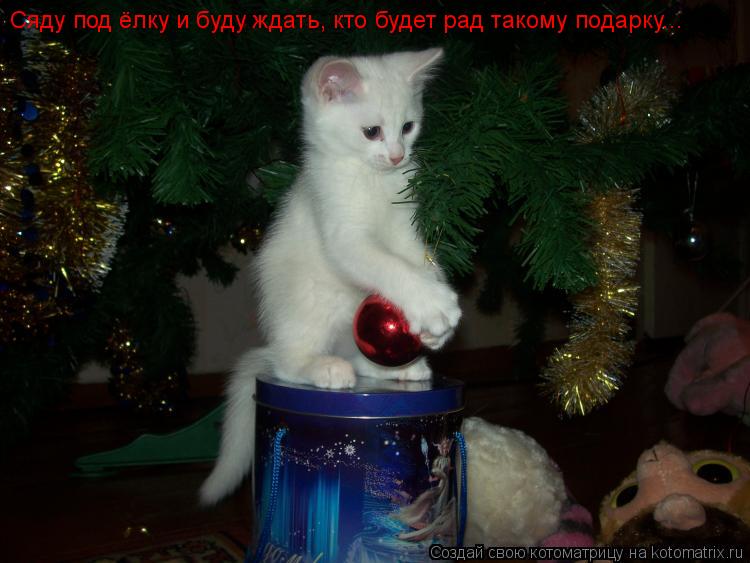 Сяду под ёлку и буду ждать, кто будет рад такому подарку...... Котоматрица: Сяду под ёлку и буду ждать, кто будет рад такому подарку...
