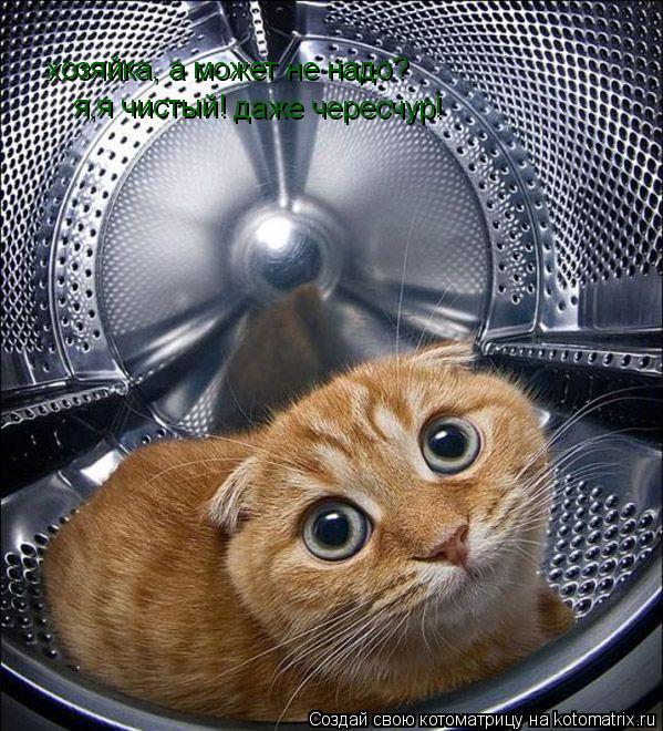 хозяйка, а может не надо? я,я чистый! даже чересчур!... Котоматрица: хозяйка, а может не надо? я,я чистый! даже чересчур!