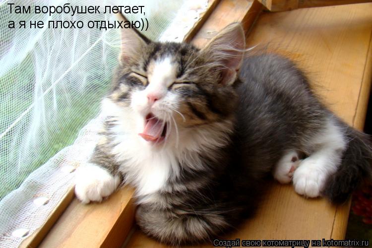 Там воробушек летает, а я не плохо отдыхаю))... Котоматрица: Там воробушек летает, а я не плохо отдыхаю))