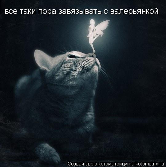 все таки пора завязывать с валерьянкой... Котоматрица: все таки пора завязывать с валерьянкой
