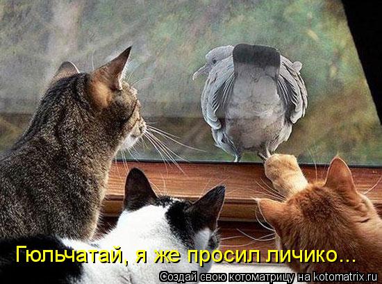Гюльчатай, я же просил личико...... Котоматрица: Гюльчатай, я же просил личико...