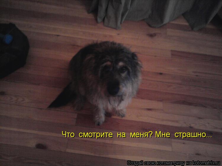 Котоматрица: Что  смотрите  на  меня? Мне  страшно...