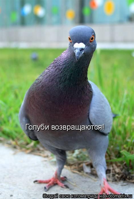 Котоматрица: Голуби возвращаются!