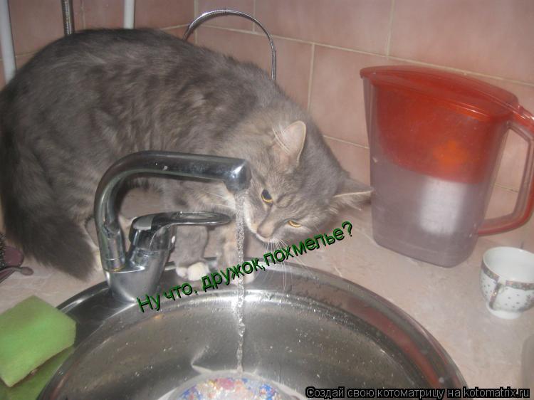 Котоматрица: Ну что, дружок,похмелье?