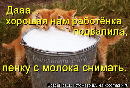Котоматрица: Дааа...  хорошая нам работёнка подвалила,  пенку с молока снимать.