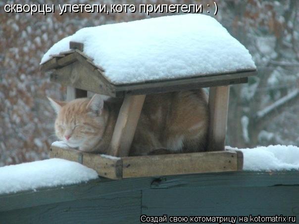 скворцы улетели,котэ прилетели : )... Котоматрица: скворцы улетели,котэ прилетели : )