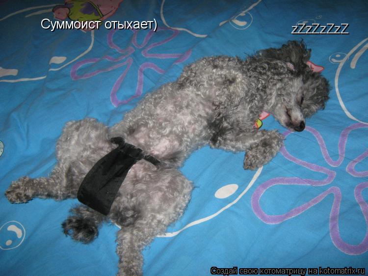 Котоматрица: Суммоист отыхает) zZzZzZzZ